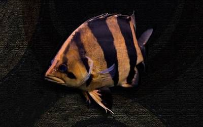 虎魚身上有白斑紅斑什么狀況圖片：虎魚身上有白斑紅斑什么情況 虎魚身上有白斑紅斑什么狀況圖片：虎魚身上有白斑紅斑什么情況 虎魚百科 第3張