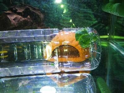 5個礦泉水瓶魚缸多大合適：如何用礦泉水瓶做魚缸？