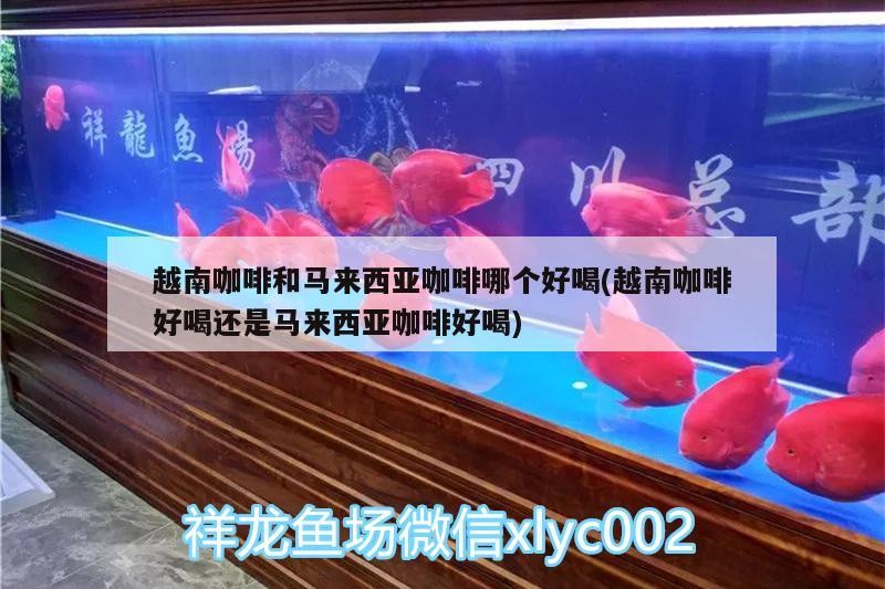 越南咖啡和馬來(lái)西亞咖啡哪個(gè)好喝(越南咖啡好喝還是馬來(lái)西亞咖啡好喝) 越南咖啡和馬來(lái)西亞咖啡哪個(gè)好喝(越南咖啡好喝還是馬來(lái)西亞咖啡好喝) 馬來(lái)西亞咖啡