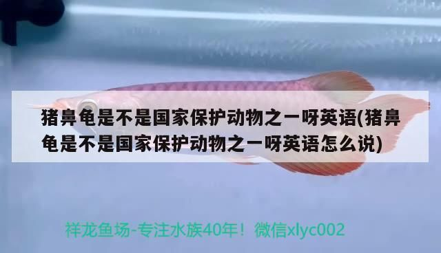 豬鼻龜不是龜