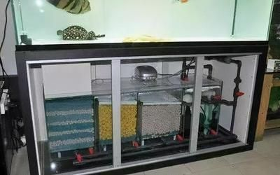 9升魚缸能養多少魚：26篇9升魚缸9升魚缸飼養密度魚缸飼養密度多少合適