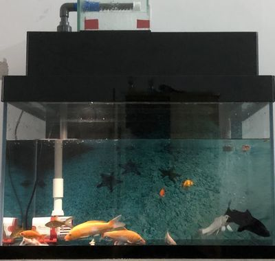 9升魚缸能養多少魚：26篇9升魚缸9升魚缸飼養密度魚缸飼養密度多少合適