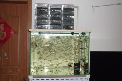 9升魚缸能養多少魚：26篇9升魚缸9升魚缸飼養密度魚缸飼養密度多少合適