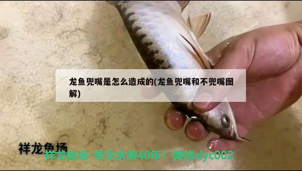龍魚兜嘴是怎么造成的(龍魚兜嘴和不兜嘴圖解)