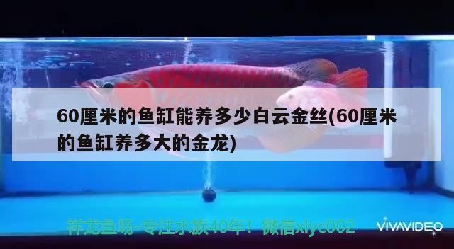 魚缸過濾器選購指南:自制魚缸過濾器魚缸上置過濾器對于養魚愛好者的必備知識 60厘米的魚缸能養多少白云金絲(60厘米的魚缸養多大的金龍) 魟魚百科 60厘米的魚缸能養多少白云金絲(60厘米的魚缸養多大的金龍) 60厘米的魚缸能養多少白云金絲(60厘米的魚缸養多大的金龍) 魟魚百科