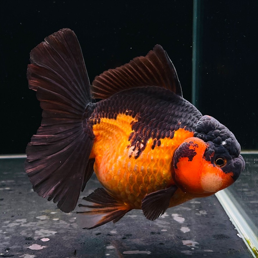 百褶泰獅魚缸：如何選擇一缸健康的百褶泰獅
