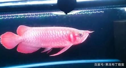 什么紅龍魚發色好看又便宜又好養：紅龍魚選購技巧
