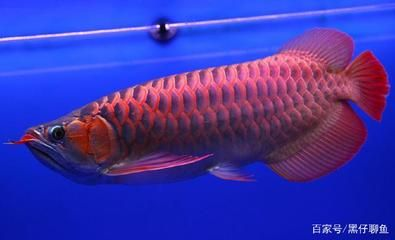什么紅龍魚發色好看又便宜又好養：紅龍魚選購技巧