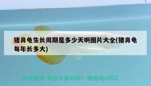 豬鼻龜生長周期是多少天啊圖片大全(豬鼻龜每年長多大)