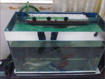 80魚缸能養(yǎng)銀龍嗎：在80魚缸中養(yǎng)銀龍魚的飼養(yǎng)技巧銀龍魚的飼養(yǎng)技巧