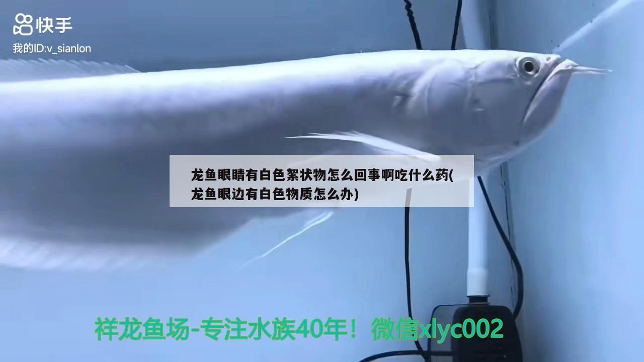 龍魚眼睛有白色絮狀物怎么回事啊吃什么藥(龍魚眼邊有白色物質怎么辦)