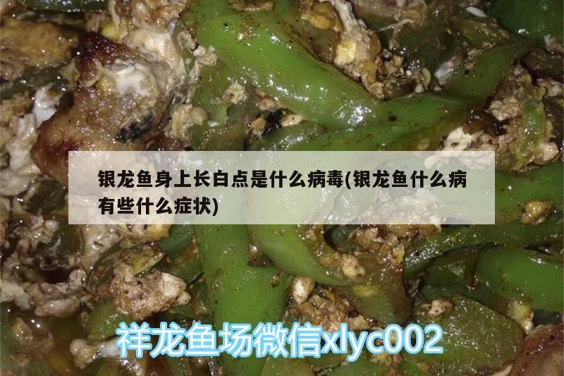 銀龍魚身上長白點是什么病毒(銀龍魚什么病有些什么癥狀) 銀龍魚身上長白點是什么病毒(銀龍魚什么病有些什么癥狀) 銀龍魚百科