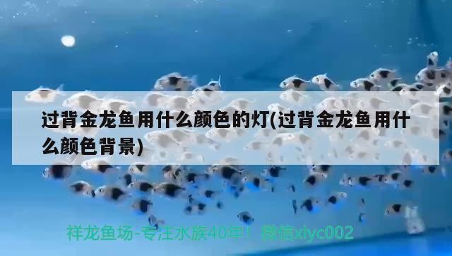 過背金龍魚用什么顏色的燈(過背金龍魚用什么顏色背景) 過背金龍魚用什么顏色的燈(過背金龍魚用什么顏色背景) 金龍魚百科