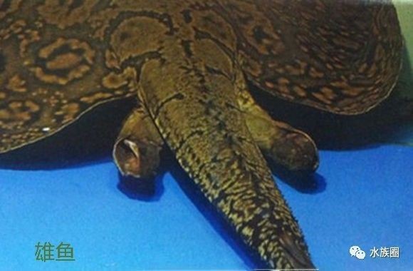 如何布置帝王魟魚水族箱：布置帝王魟魚水族箱需要考慮哪些因素