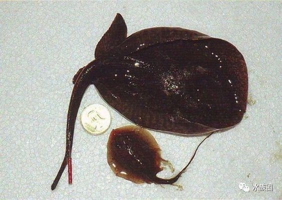 如何布置帝王魟魚水族箱：布置帝王魟魚水族箱需要考慮哪些因素
