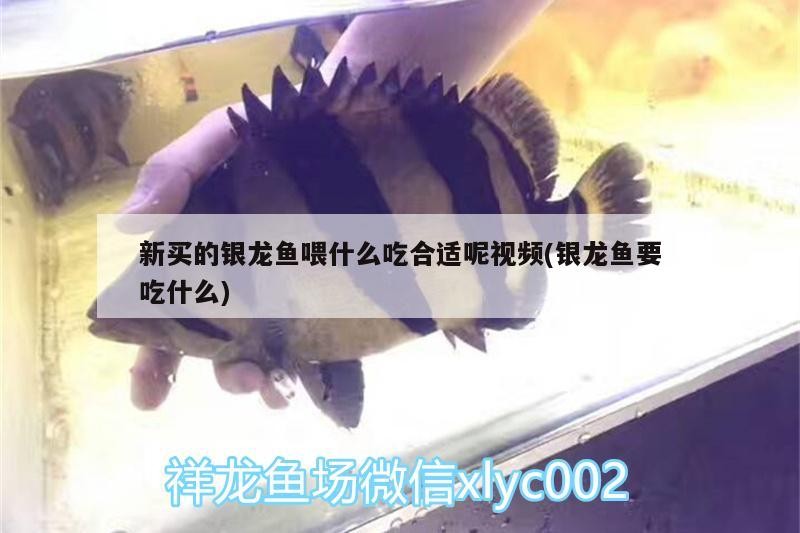 新買的銀龍魚喂什么吃合適呢視頻(銀龍魚要吃什么) 新買的銀龍魚喂什么吃合適呢視頻(銀龍魚要吃什么) 銀龍魚百科