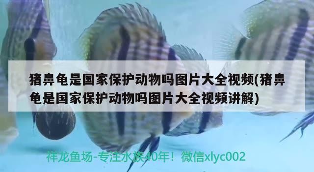 豬鼻龜是國家保護動物嗎圖片大全視頻(豬鼻龜是國家保護動物嗎圖片大全視頻講解)