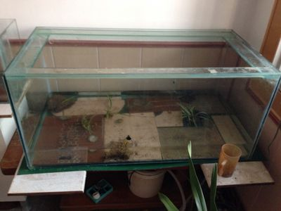 玻璃膠打的魚缸結(jié)實(shí)嗎：分析魚缸使用玻璃膠打結(jié)的結(jié)實(shí)性時(shí)需要考慮多個(gè)因素 玻璃膠打的魚缸結(jié)實(shí)嗎：分析魚缸使用玻璃膠打結(jié)的結(jié)實(shí)性時(shí)需要考慮多個(gè)因素 魚缸百科 第2張