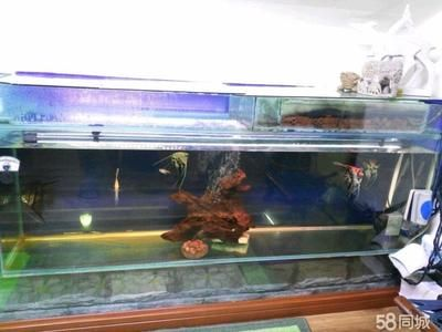 搬家魚缸里的魚必須帶走嗎為什么：搬家魚缸的注意事項