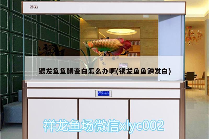銀龍魚魚鱗變白怎么辦啊(銀龍魚魚鱗發白)