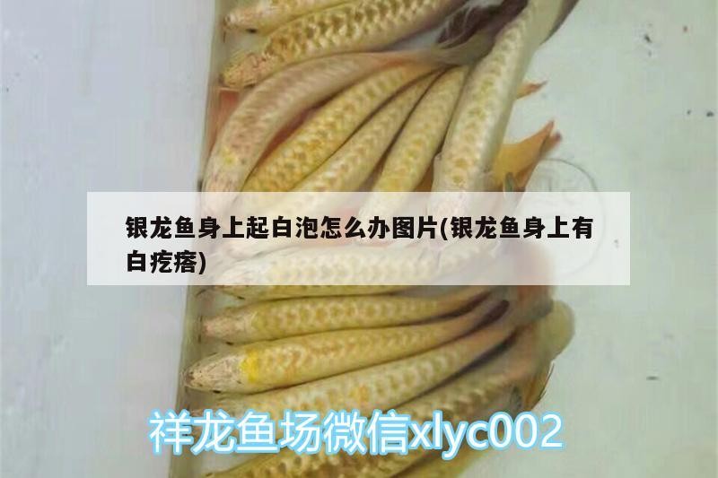 銀龍魚身上起白泡怎么辦圖片(銀龍魚身上有白疙瘩)
