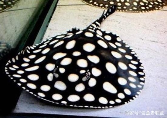 雄性BD魟魚活躍行為的表現:如何判斷雄性bd魟魚的活躍行為 魟魚百科 第3張 雄性BD魟魚活躍行為的表現:如何判斷雄性bd魟魚的活躍行為 雄性BD魟魚活躍行為的表現:如何判斷雄性bd魟魚的活躍行為 魟魚百科 第3張