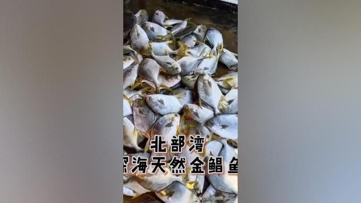 黑金魟魚飼料營(yíng)養(yǎng)價(jià)值分析：黑金魟魚飼料的營(yíng)養(yǎng)價(jià)值