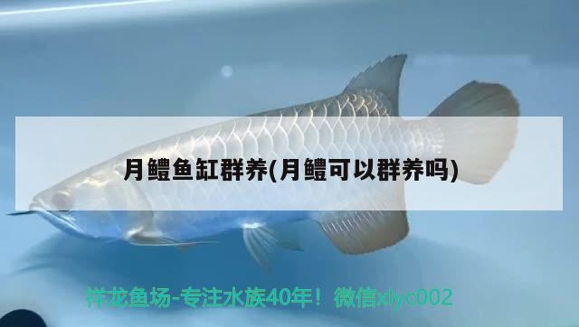 月鱧魚(yú)缸群養(yǎng)(月鱧可以群養(yǎng)嗎)
