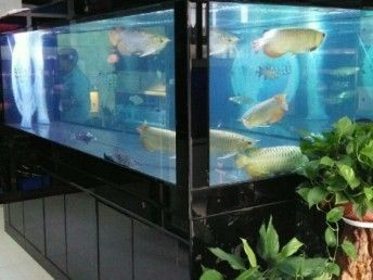 魟魚剛進缸不動：魟魚剛入缸不動是怎么回事 魟魚剛進缸不動：魟魚剛入缸不動是怎么回事 魟魚百科 第1張