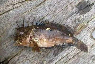 魟魚掉刺好嗎：魟魚掉刺怎么辦？