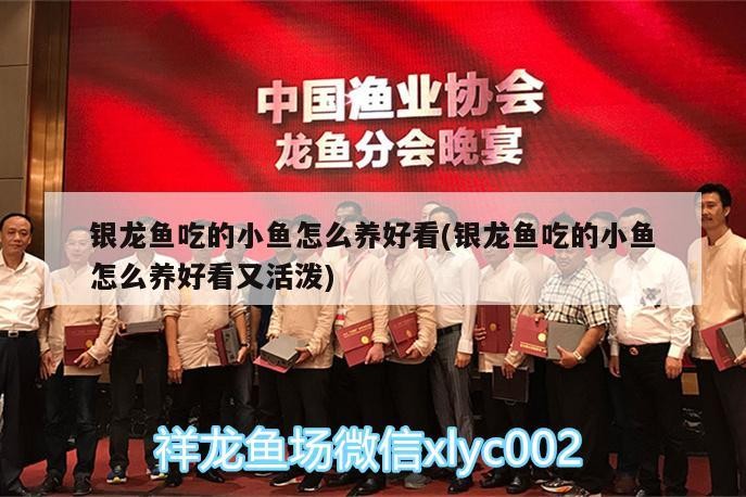 銀龍魚吃的小魚怎么養好看(銀龍魚吃的小魚怎么養好看又活潑)