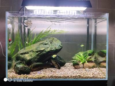 30厘米小魚缸造景圖片：30厘米小魚缸造景圖片展示不同風格和設計的小魚缸造景