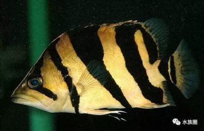 雜紋虎魚長什么樣：雜紋虎魚具有獨特的外觀特征