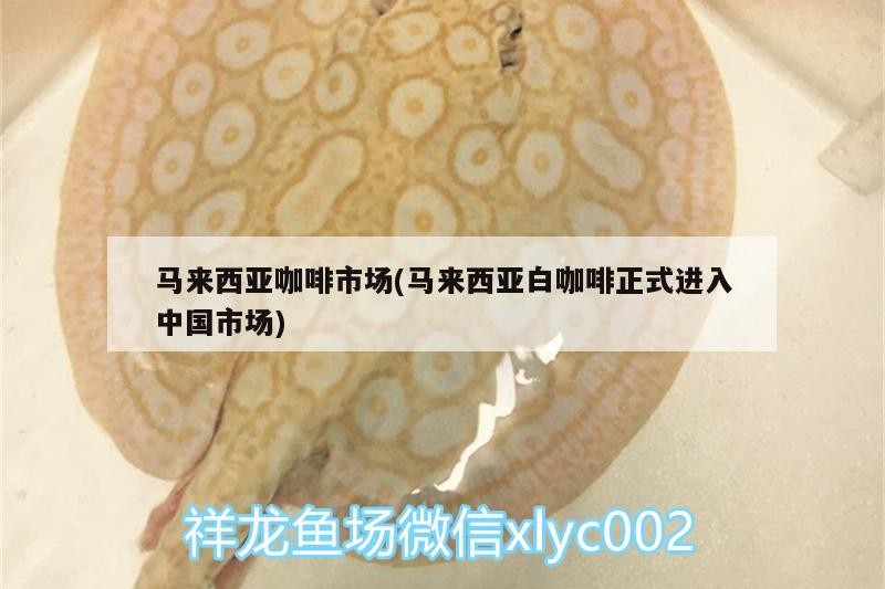 馬來西亞咖啡市場(chǎng)(馬來西亞白咖啡正式進(jìn)入中國市場(chǎng))
