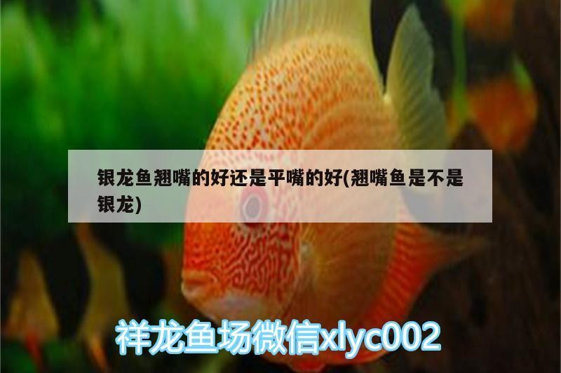 銀龍魚翹嘴的好還是平嘴的好(翹嘴魚是不是銀龍)