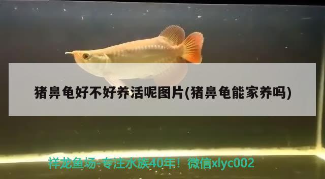 豬鼻龜好不好養活呢圖片(豬鼻龜能家養嗎)