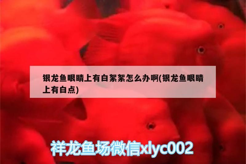 銀龍魚(yú)眼睛上有白絮絮怎么辦啊(銀龍魚(yú)眼睛上有白點(diǎn))
