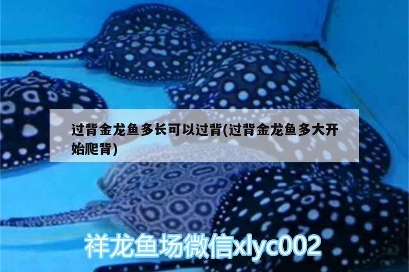 過背金龍魚多長可以過背(過背金龍魚多大開始爬背)
