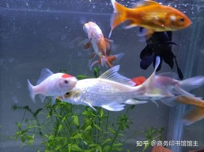 40魚缸適合養什么樣的冷水魚：40厘米的魚缸適合養哪些小型觀賞魚 40魚缸適合養什么樣的冷水魚：40厘米的魚缸適合養哪些小型觀賞魚 魚缸百科 第3張