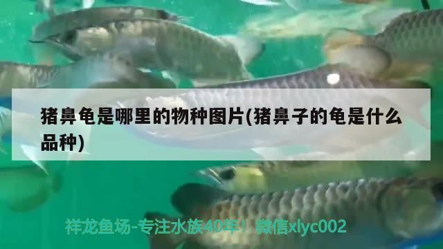 豬鼻龜是哪里的物種圖片(豬鼻子的龜是什么品種) 豬鼻龜是哪里的物種圖片(豬鼻子的龜是什么品種) 豬鼻龜百科