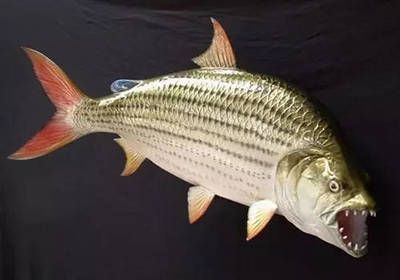 12公分虎魚吃什么：12公分大小的虎魚吃什么