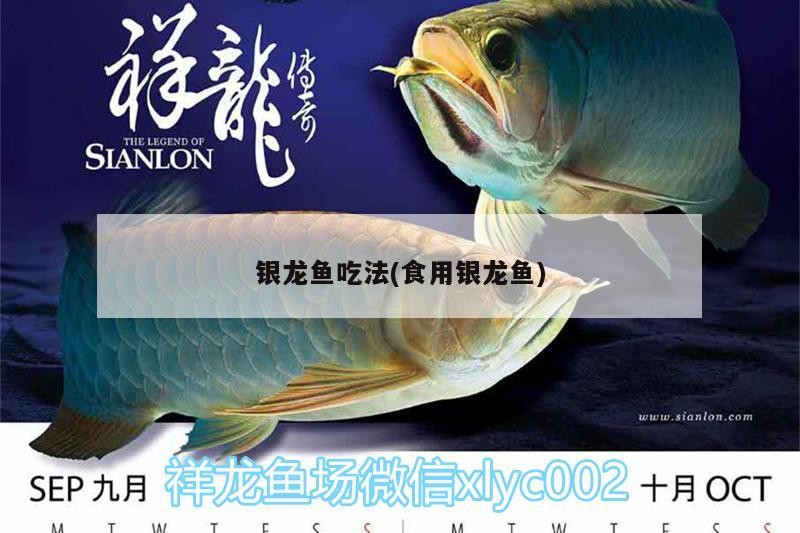 銀龍魚吃法(食用銀龍魚) 銀龍魚吃法(食用銀龍魚) 銀龍魚百科