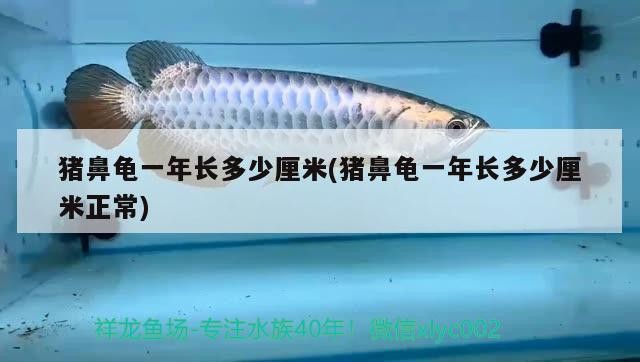 豬鼻龜一年長(zhǎng)多少厘米(豬鼻龜一年長(zhǎng)多少厘米正常) 豬鼻龜一年長(zhǎng)多少厘米(豬鼻龜一年長(zhǎng)多少厘米正常) 豬鼻龜百科
