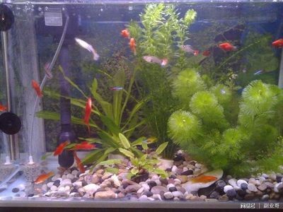 jeneca魚缸過濾器怎么不抽水：jeneca魚缸過濾器不抽水的原因及解決方法