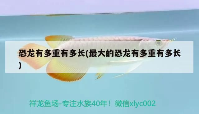 最大的紅龍魚有多重：最大的紅龍魚體重可達5.7千克左右，最大體重可達5.7千克左右