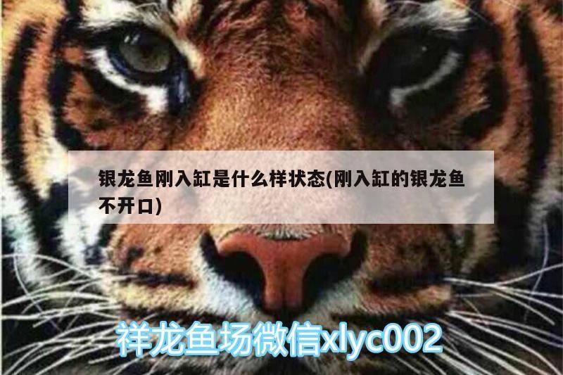 銀龍魚剛入缸是什么樣狀態(剛入缸的銀龍魚不開口)