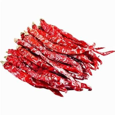 辣椒紅龍食物選擇指南：辣椒紅龍人工飼料推薦，辣椒紅龍食物搭配比例