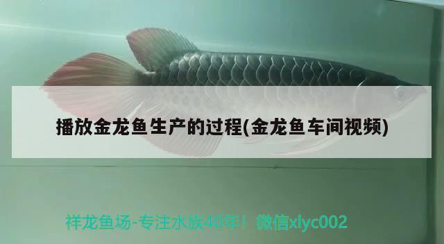 播放金龍魚生產的過程(金龍魚車間視頻) 播放金龍魚生產的過程(金龍魚車間視頻) 魟魚百科