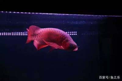 紅龍魚夜間照明方案推薦：如何選擇適合紅龍魚的led燈