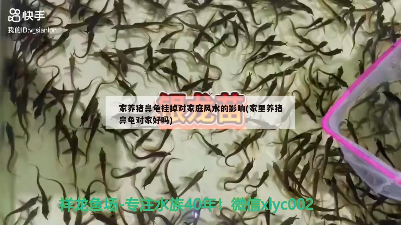 家養豬鼻龜掛掉對家庭風水的影響(家里養豬鼻龜對家好嗎)
